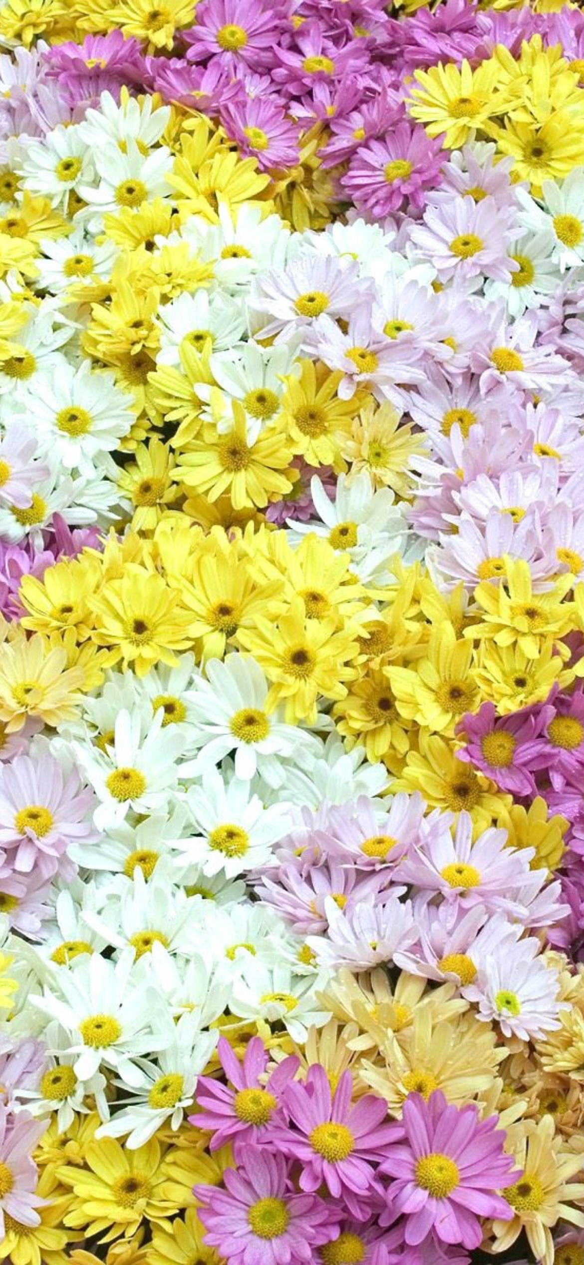Das Yellow, White And Purple Flowers Wallpaper 1170x2532