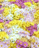 Обои Yellow, White And Purple Flowers 128x160