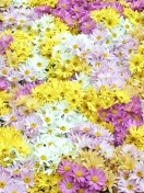 Обои Yellow, White And Purple Flowers 132x176