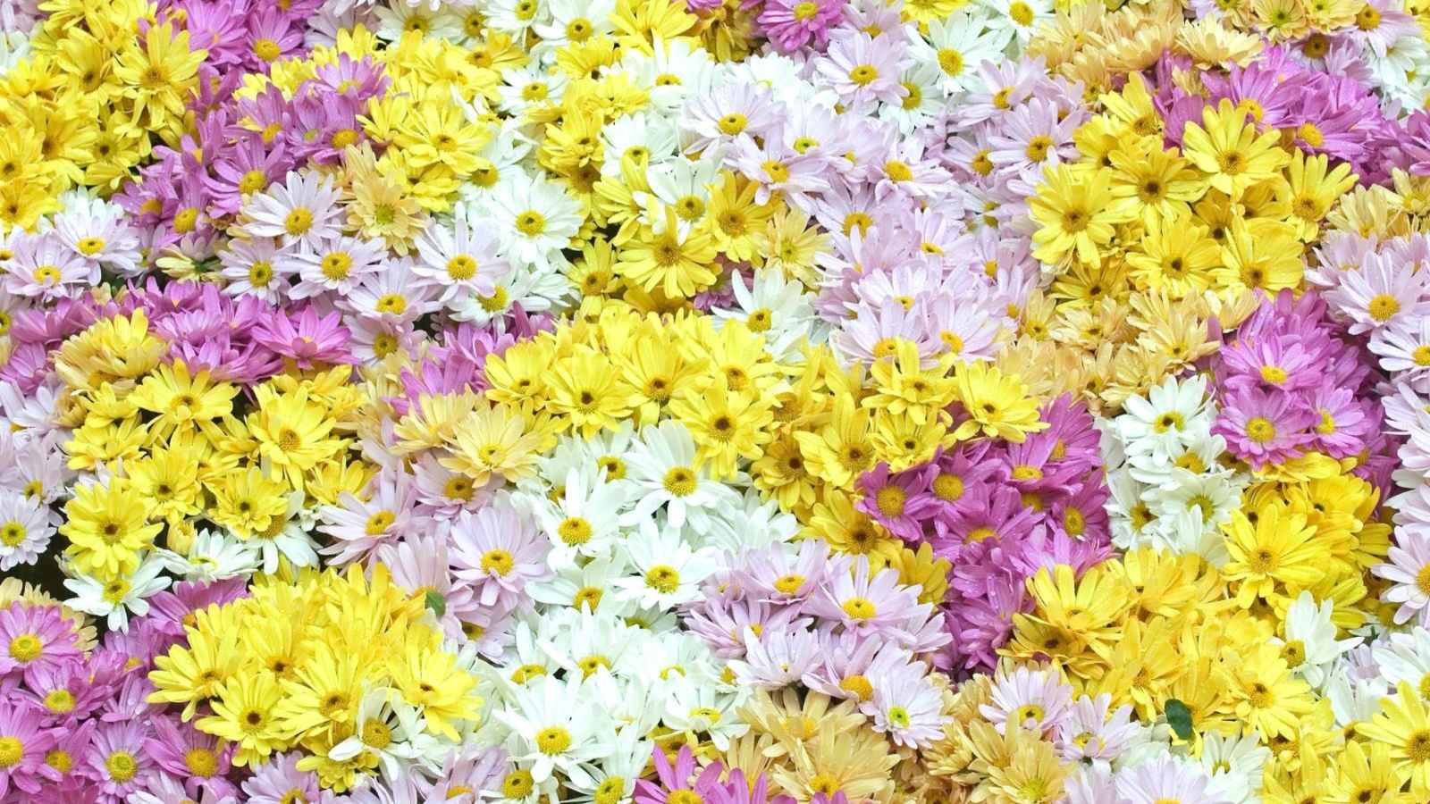 Screenshot №1 pro téma Yellow, White And Purple Flowers 1600x900