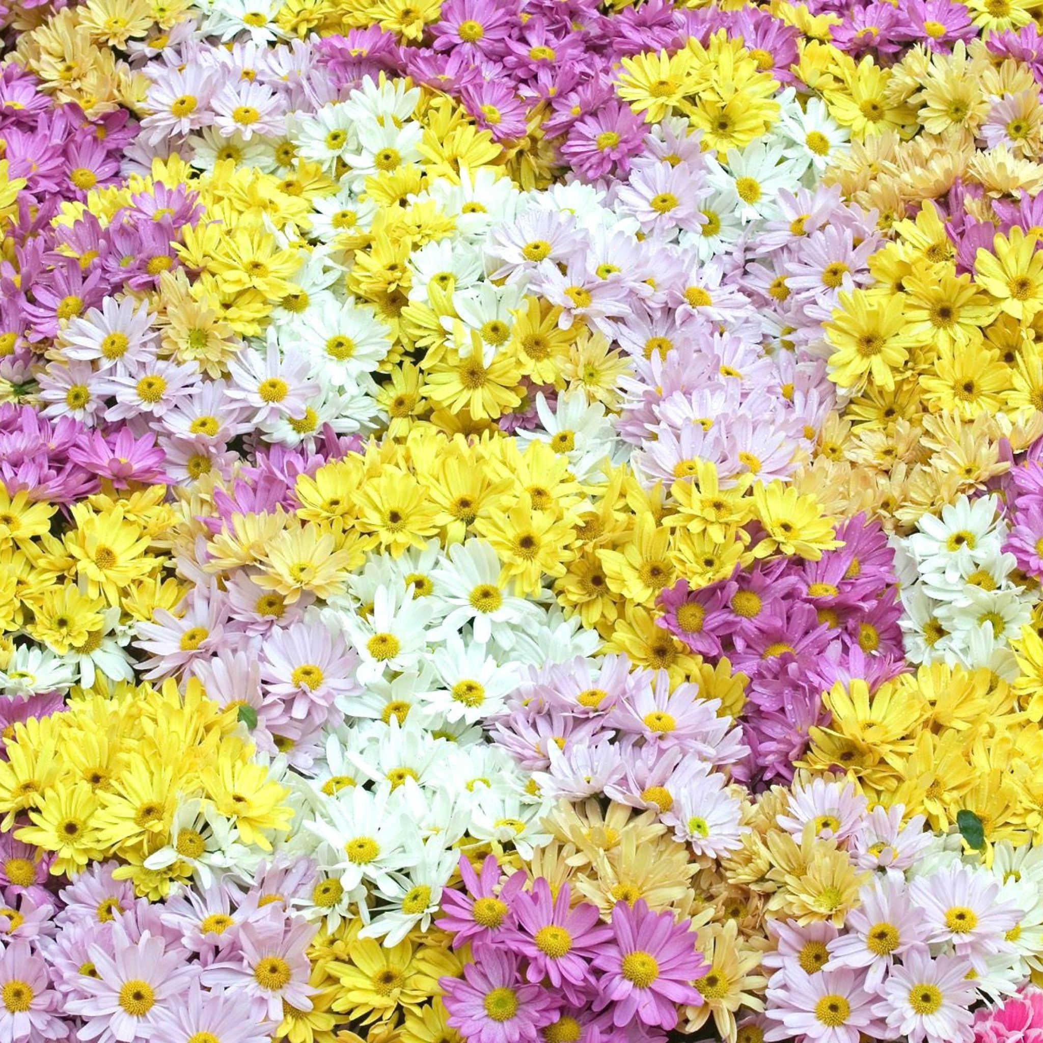 Обои Yellow, White And Purple Flowers 2048x2048