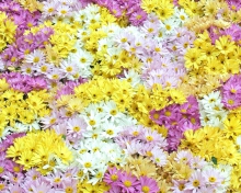 Sfondi Yellow, White And Purple Flowers 220x176