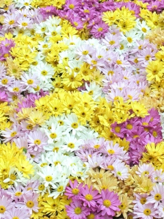 Обои Yellow, White And Purple Flowers 240x320