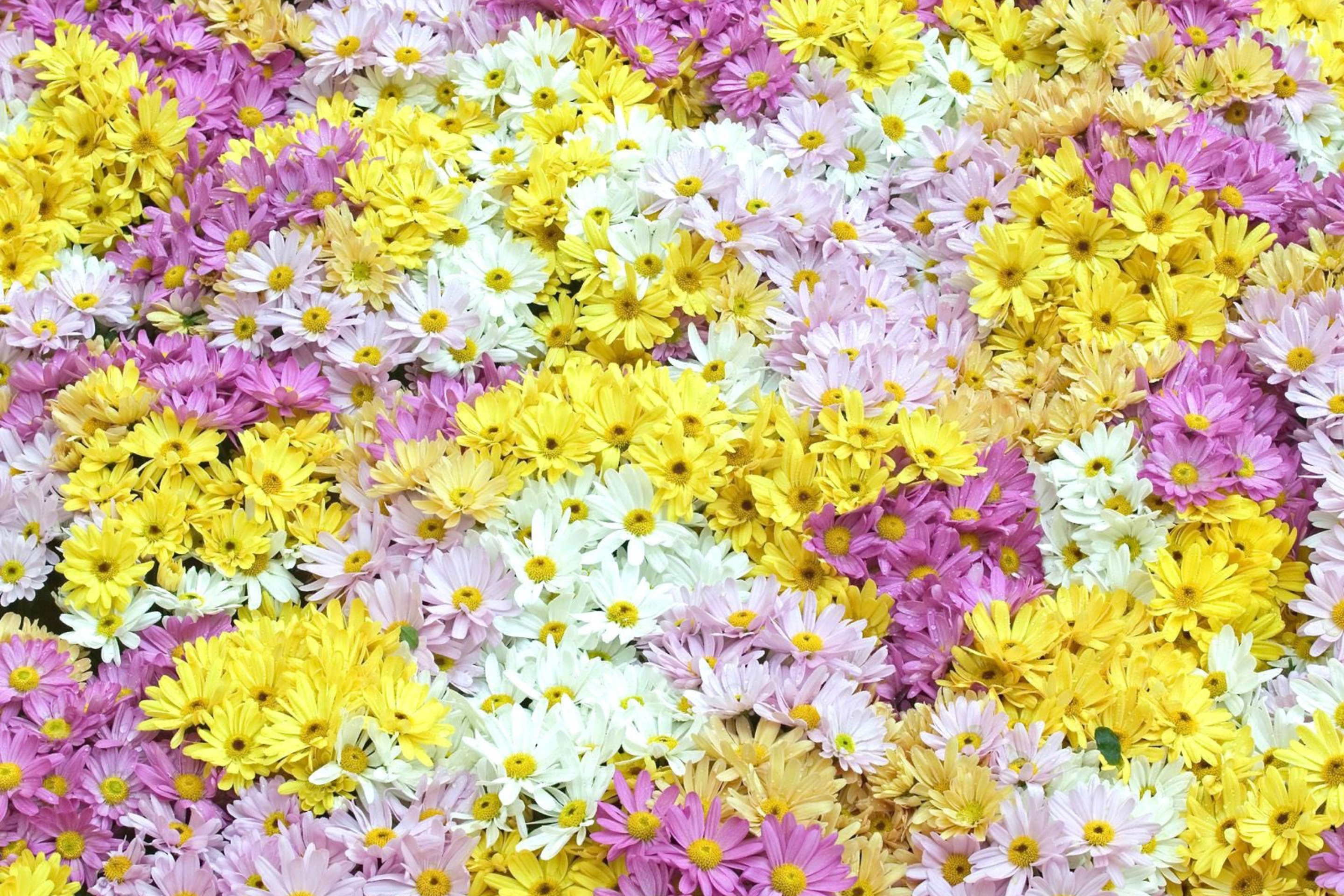 Yellow, White And Purple Flowers screenshot #1 2880x1920