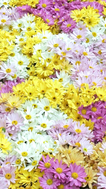 Yellow, White And Purple Flowers wallpaper 360x640