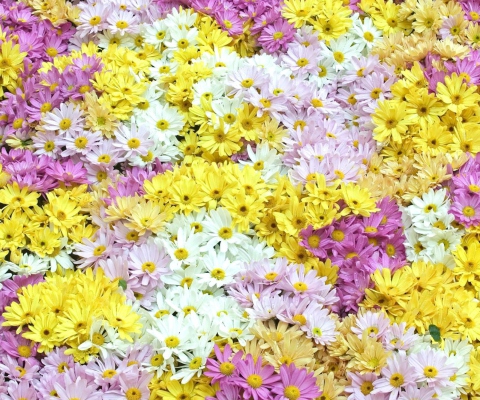 Sfondi Yellow, White And Purple Flowers 480x400
