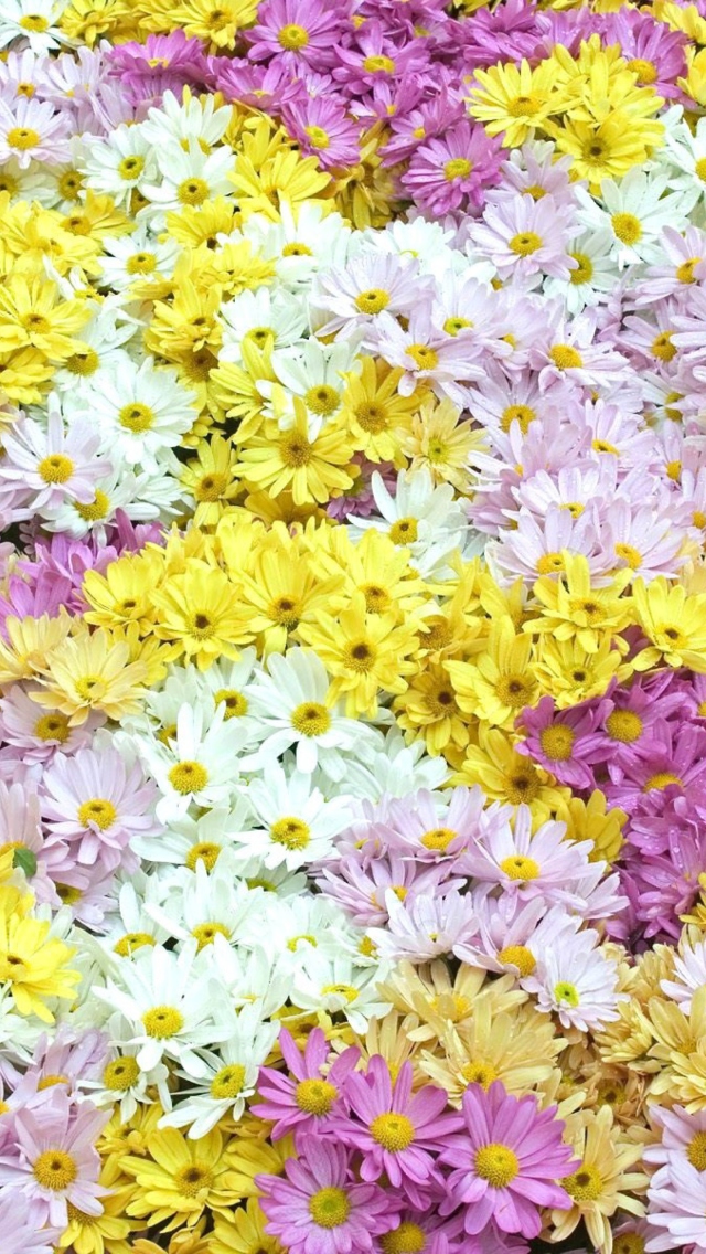 Обои Yellow, White And Purple Flowers 640x1136