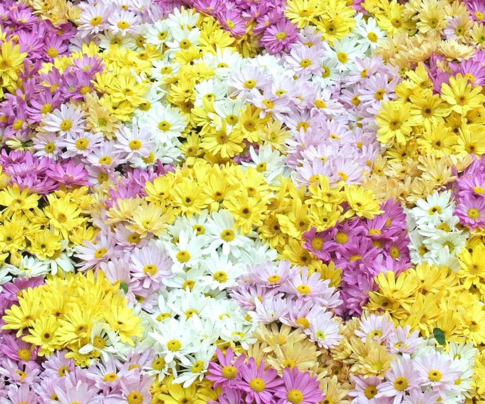 Das Yellow, White And Purple Flowers Wallpaper 960x800