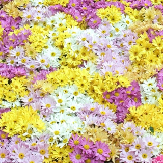 Yellow, White And Purple Flowers sfondi gratuiti per 208x208