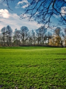 Fondo de pantalla Green Grass In Spring 132x176