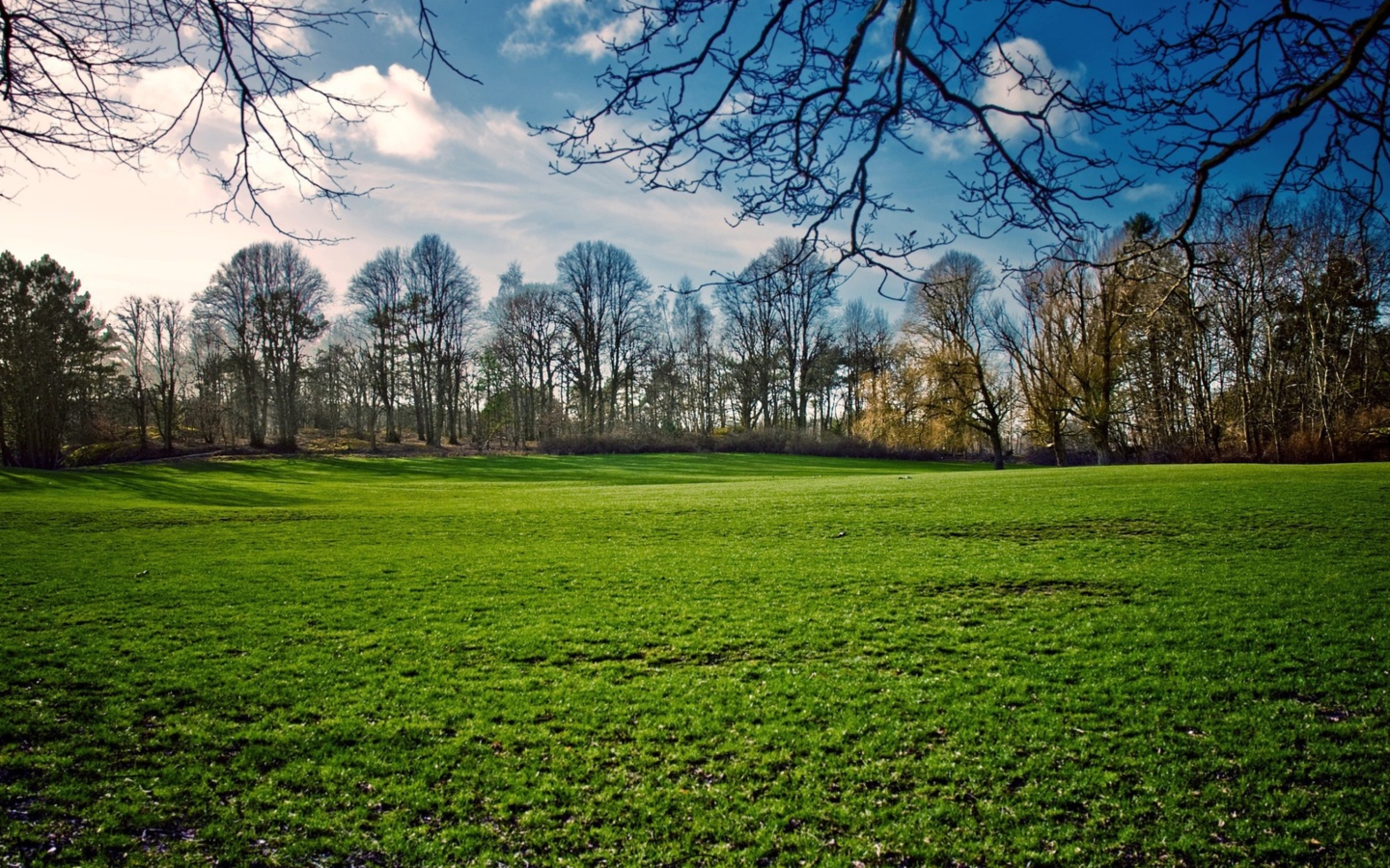 Fondo de pantalla Green Grass In Spring 1440x900