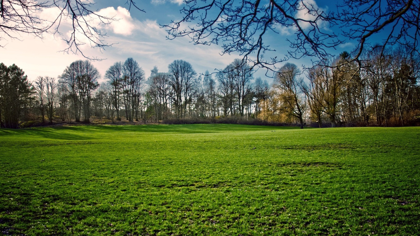 Fondo de pantalla Green Grass In Spring 1600x900