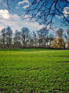 Sfondi Green Grass In Spring 240x320