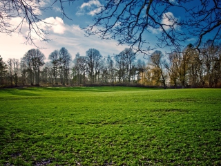 Обои Green Grass In Spring 320x240