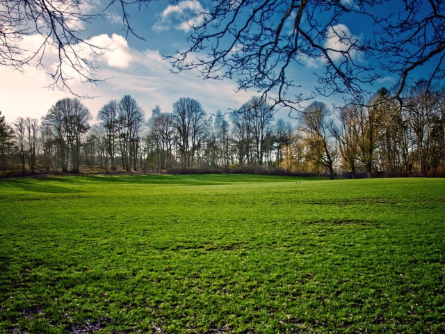 Sfondi Green Grass In Spring 640x480
