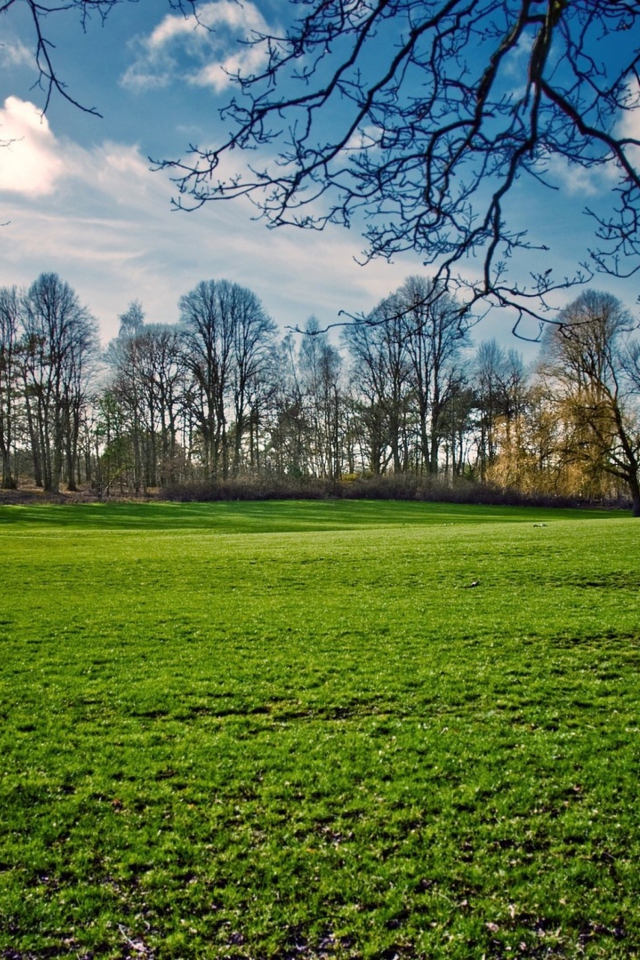 Fondo de pantalla Green Grass In Spring 640x960