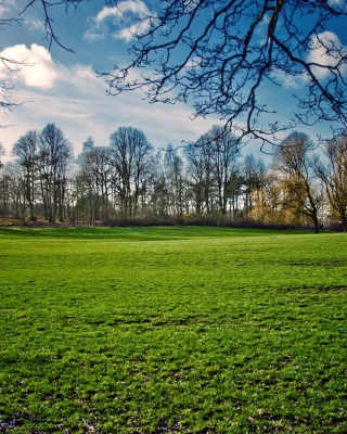 Kostenloses Green Grass In Spring Wallpaper für Nokia X2