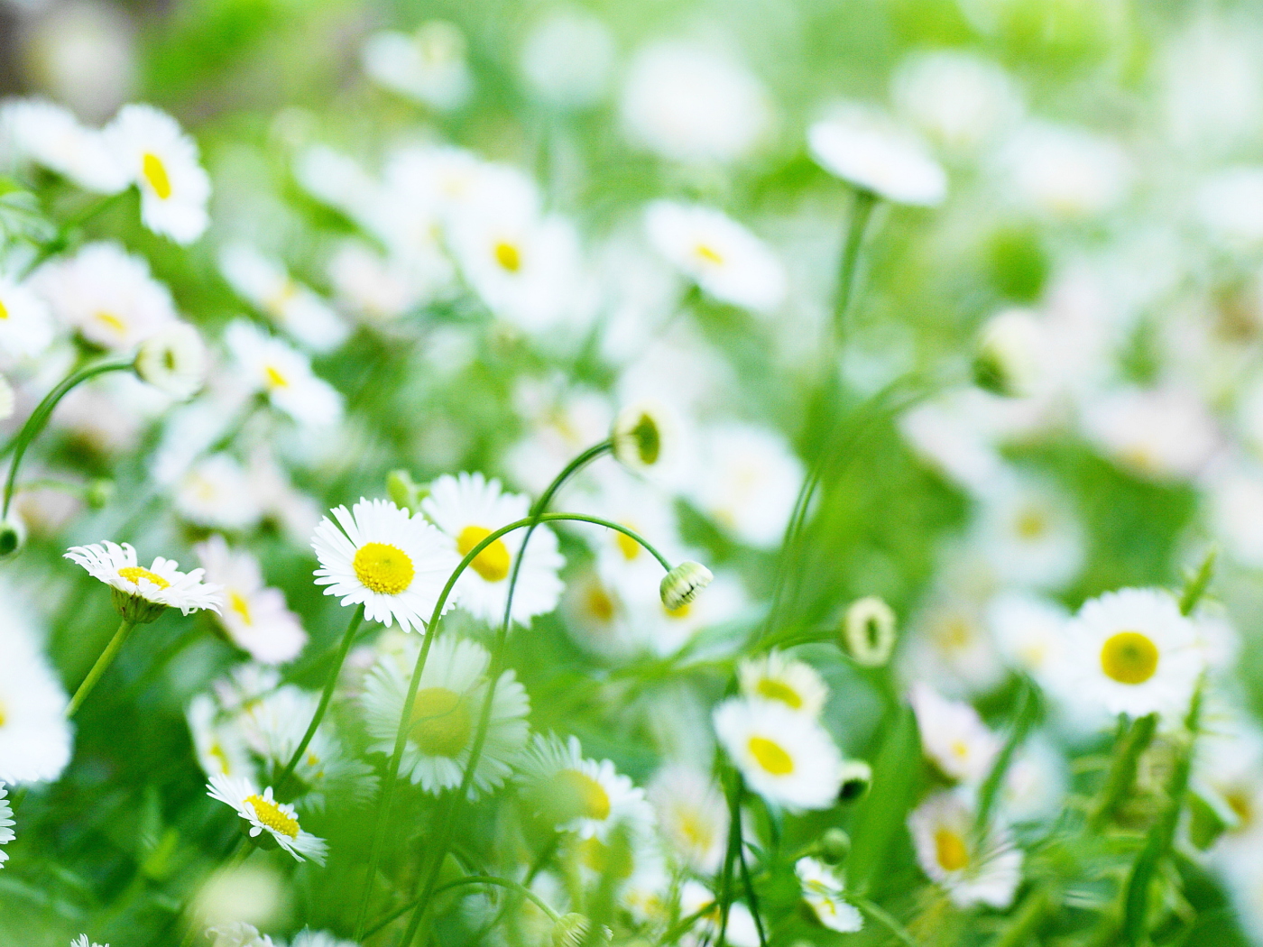 Daisy Meadow wallpaper 1400x1050