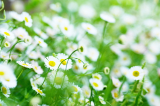 Daisy Meadow Picture for Android, iPhone and iPad