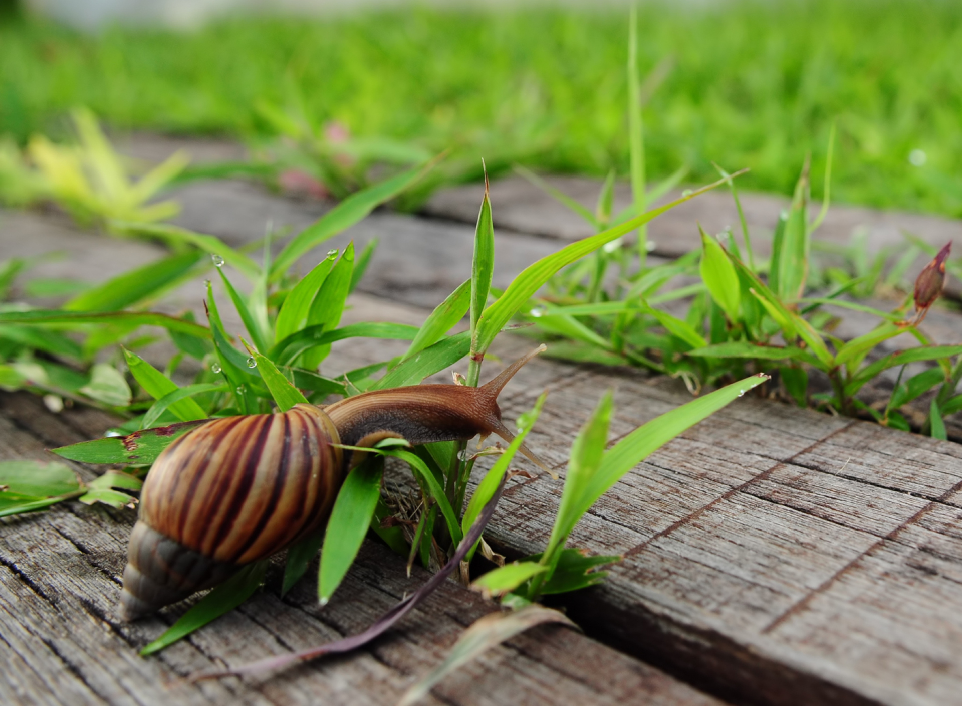 Fondo de pantalla Snail On Green 1920x1408