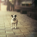 Dog On City Street screenshot #1 128x128