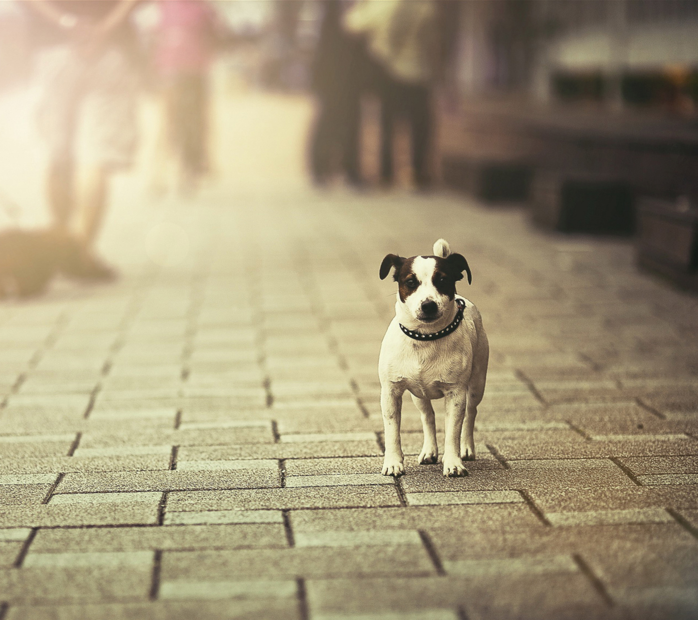 Обои Dog On City Street 1440x1280