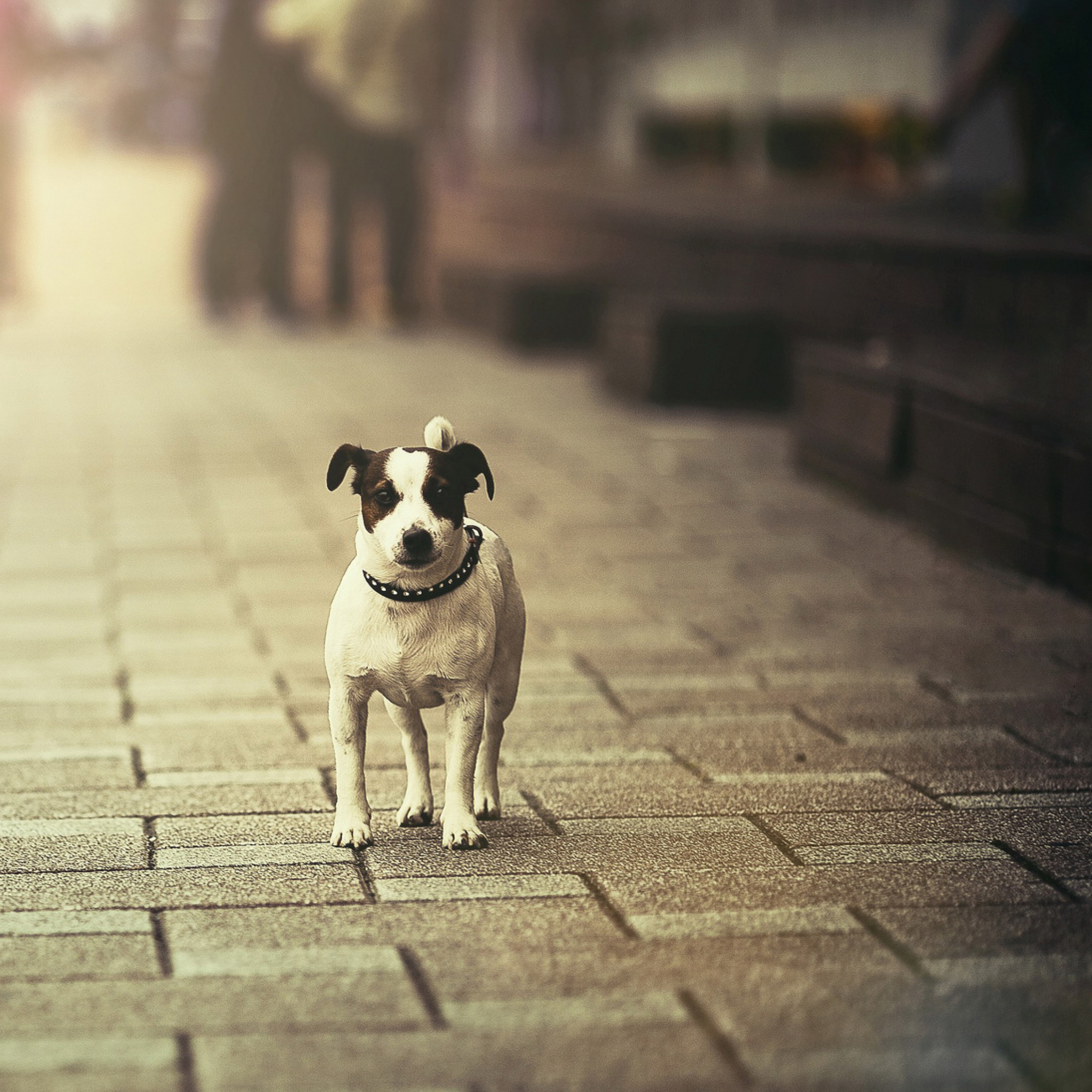 Dog On City Street screenshot #1 2048x2048