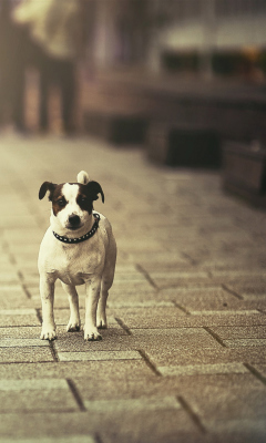 Sfondi Dog On City Street 240x400