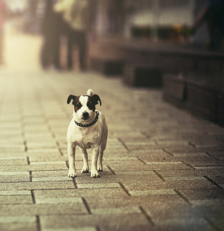 Kostenloses Dog On City Street Wallpaper für Nokia 6100