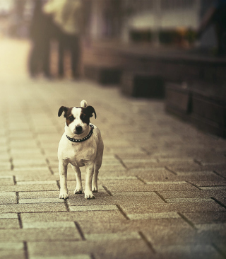 Dog On City Street - Obrázkek zdarma pro 640x1136