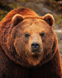 Sfondi Big Brown Bear 128x160
