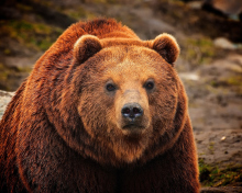 Обои Big Brown Bear 220x176