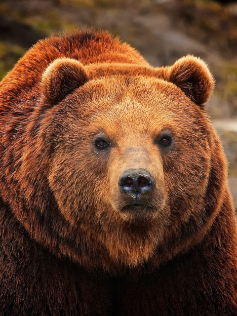 Fondo de pantalla Big Brown Bear 480x640