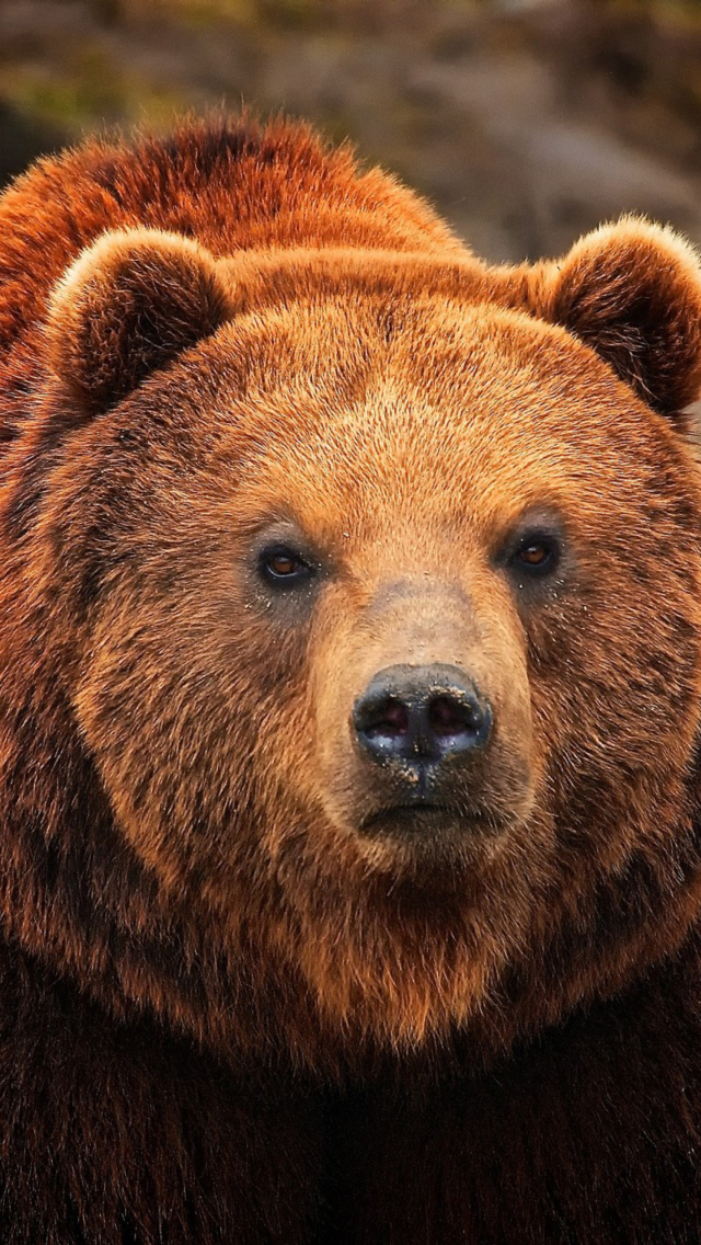 Обои Big Brown Bear 640x1136