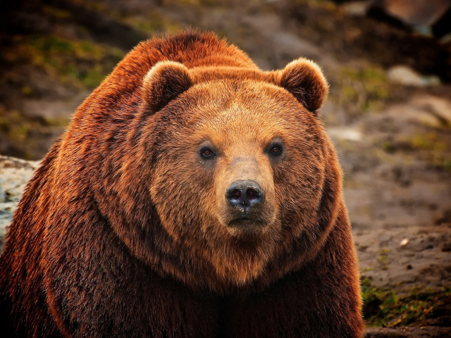 Das Big Brown Bear Wallpaper 640x480