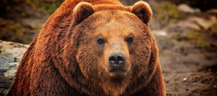 Big Brown Bear screenshot #1 720x320