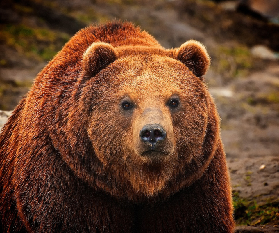 Das Big Brown Bear Wallpaper 960x800