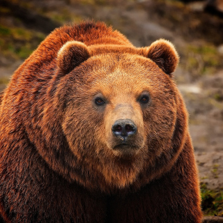 Big Brown Bear - Obrázkek zdarma pro 1024x1024