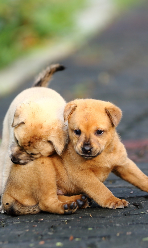 Two Best Friends wallpaper 480x800