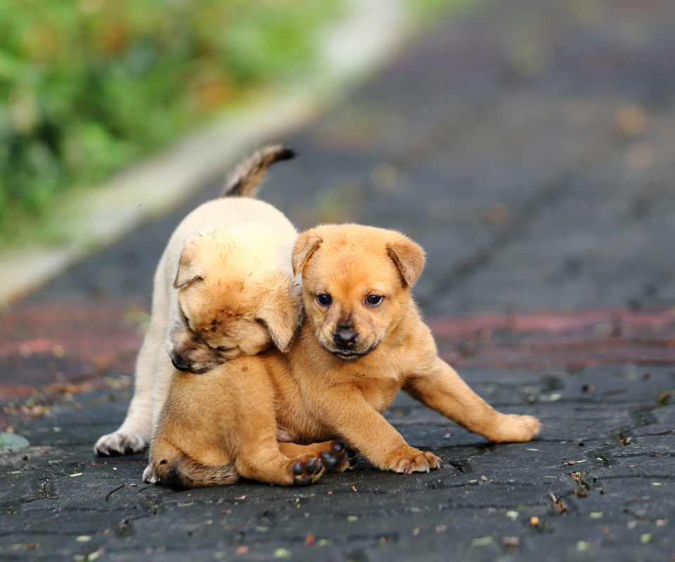 Обои Two Best Friends 960x800