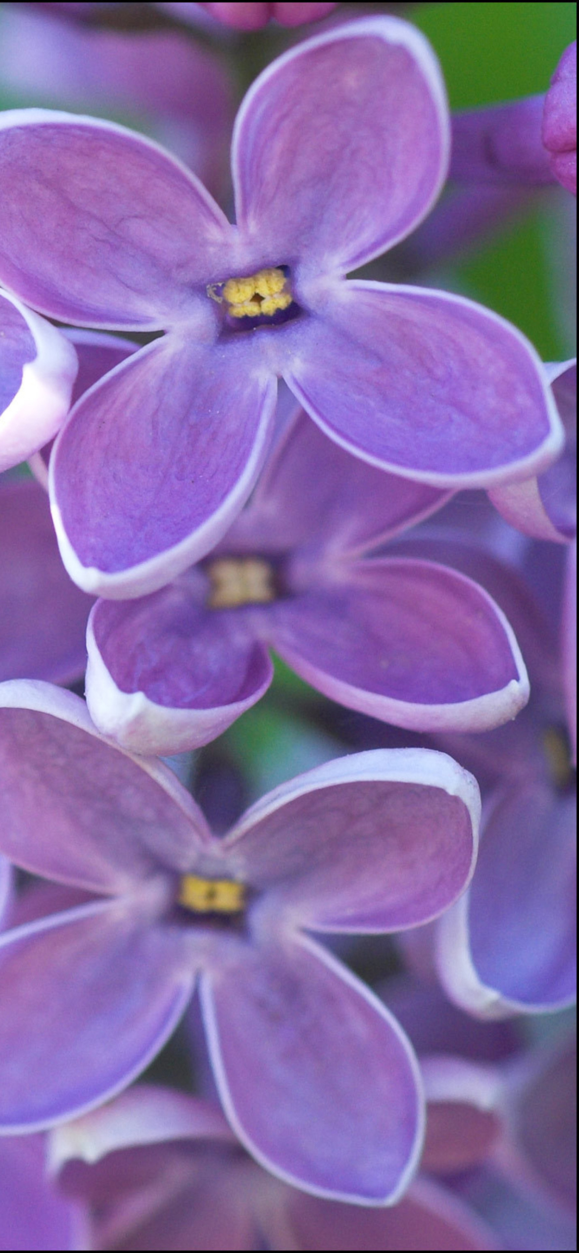 Sfondi Lilac 1170x2532