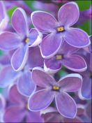 Обои Lilac 132x176