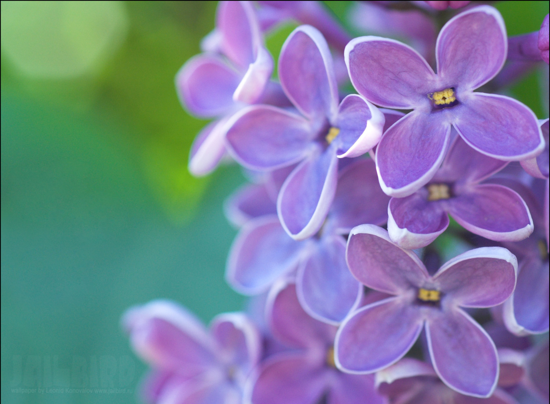 Sfondi Lilac 1920x1408