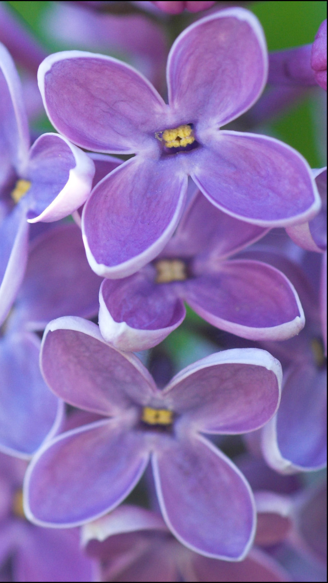 Lilac screenshot #1 640x1136