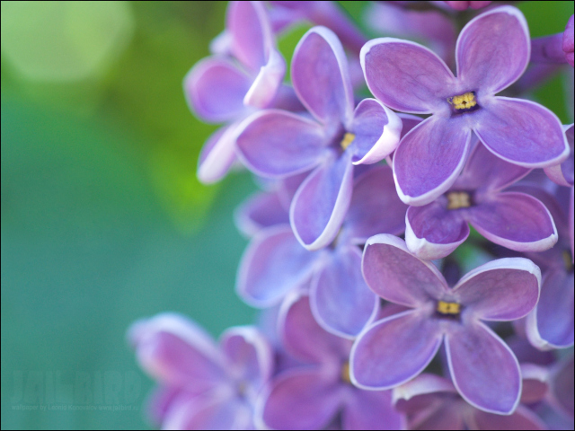 Lilac screenshot #1 640x480