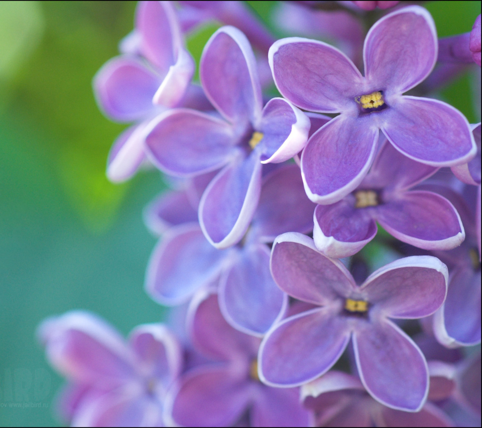 Lilac screenshot #1 960x854