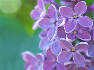 Lilac Background for Android, iPhone and iPad