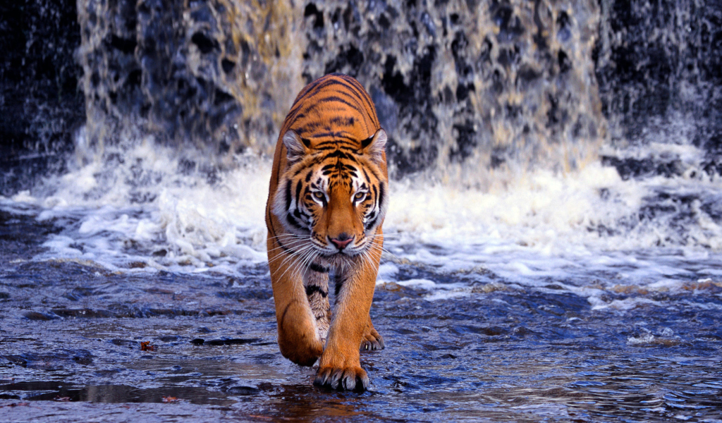 Обои Tiger In Front Of Waterfall 1024x600