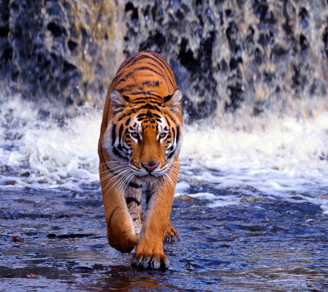 Fondo de pantalla Tiger In Front Of Waterfall 1080x960