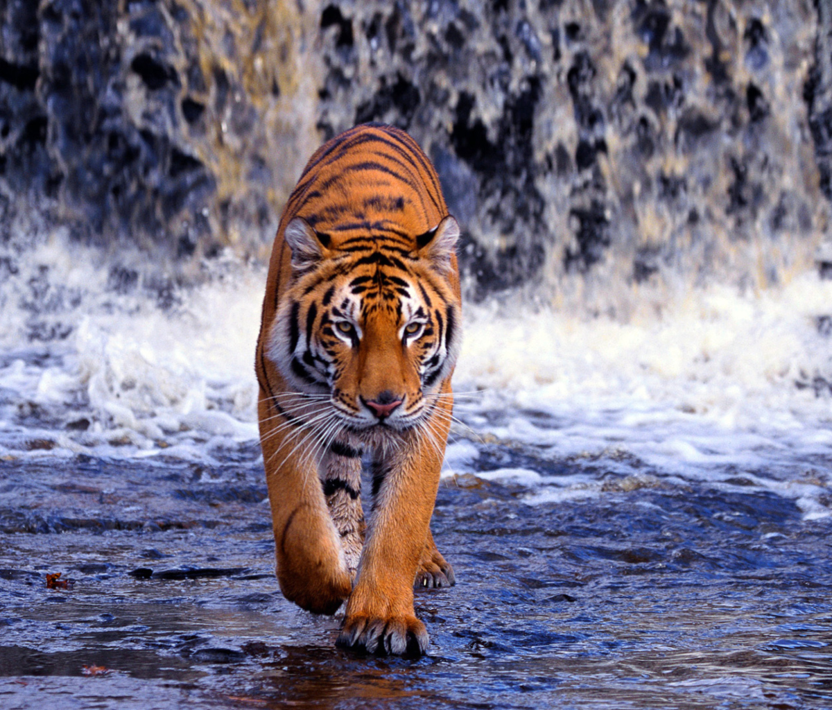Fondo de pantalla Tiger In Front Of Waterfall 1200x1024